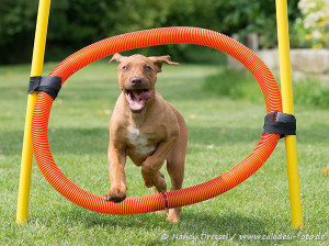 C-Wurf | 8. Woche | Caladesi Rhodesian Ridgeback
