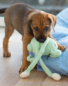 D-Wurf | 7. Woche | Caladesi Rhodesian Ridgeback