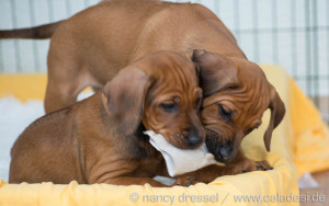D-Wurf | 7. Woche | Caladesi Rhodesian Ridgeback